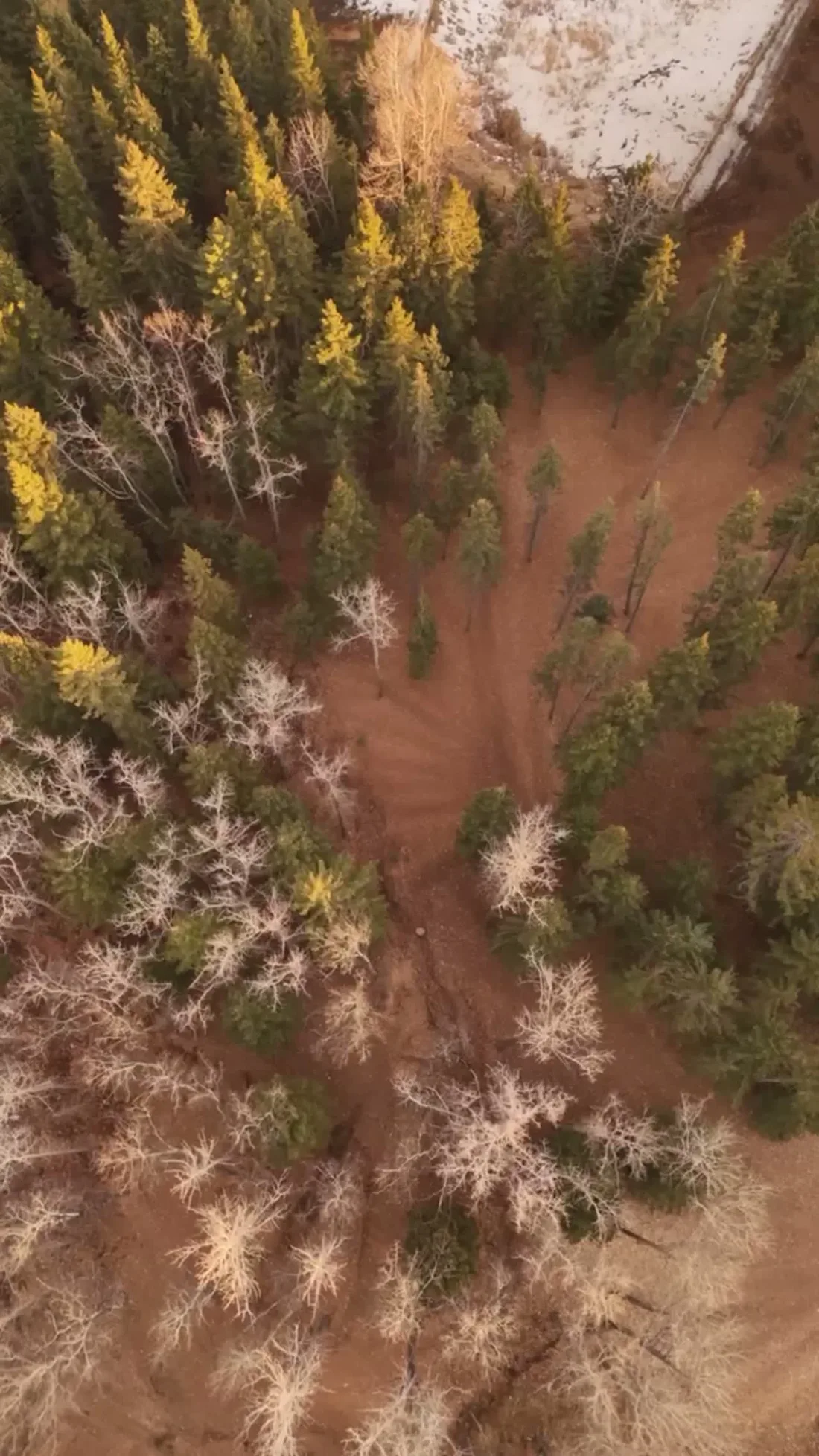 Top-down aerial of Alberta pine and larch canopy meeting an early-spring snowline.