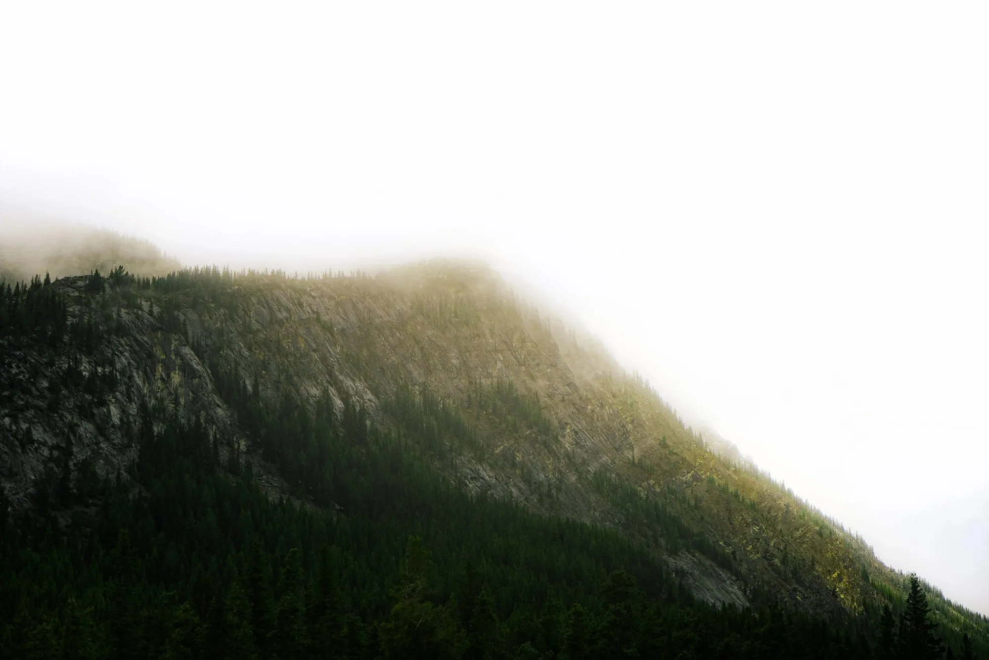A dark forested ridge line dissolving into white fog, with the slope reading as a single silhouette.