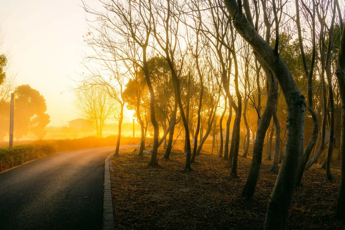 Bare trees leaning over a quiet road with low golden sun burning through the trunks and fallen leaves underfoot.
