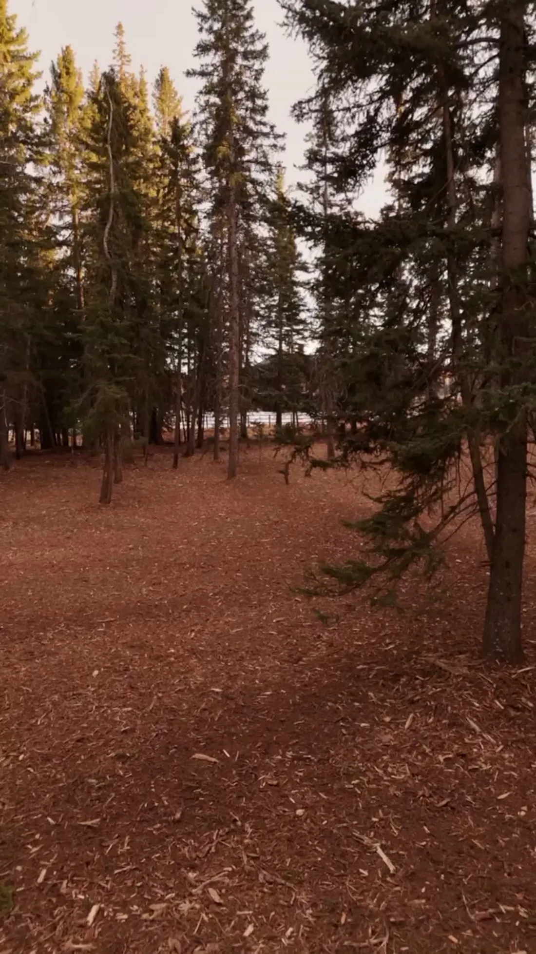 Low pass at head height between spruce trunks over a thickly mulched forest floor on a Canmore acreage.